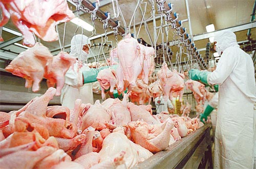 Exportações de frango brasileiro cresceram 9% em 2021