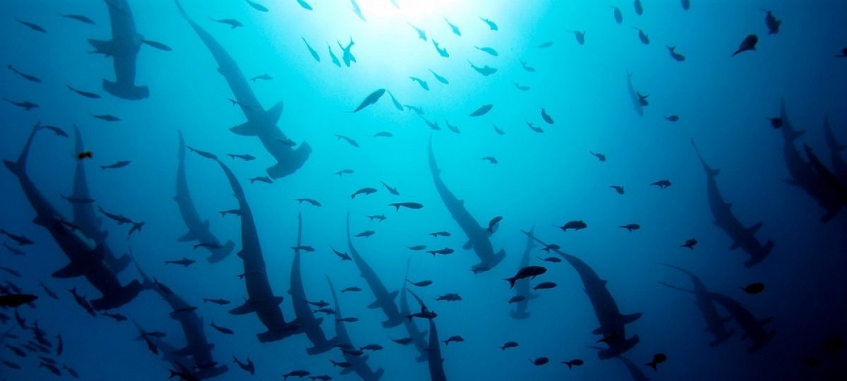 Reserva marinha na América Latina traz esperança, mas desafios de conservação permanecem