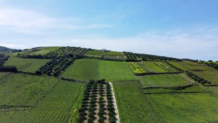 Sustentabilidade do agronegócio brasileiro nos mercados europeus é tema de eventos em Madri, Berlin e Roma green grass field under blue sky during daytime