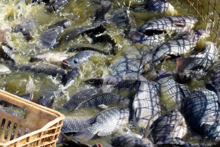 Paraná exporta 240% mais pescados e receita cresce 468% em 2022