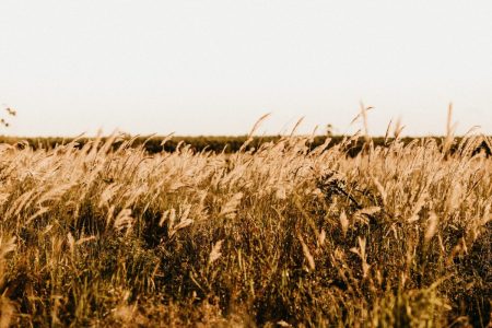 brown wheat field during daytime