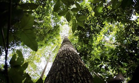 COP30 no Brasil será marco na diplomacia do clima