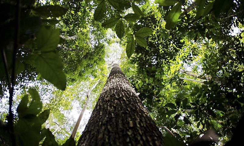 COP30 no Brasil será marco na diplomacia do clima