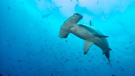 Equador anuncia a maior troca de dívida por natureza do mundo para proteger as Ilhas Galápagos