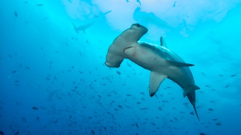 Equador anuncia a maior troca de dívida por natureza do mundo para proteger as Ilhas Galápagos