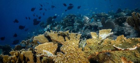 Nações Unidas adotam Tratado para Proteger Alto Mar