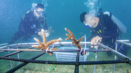 WWF pede uma ação global para proteger os oceanos