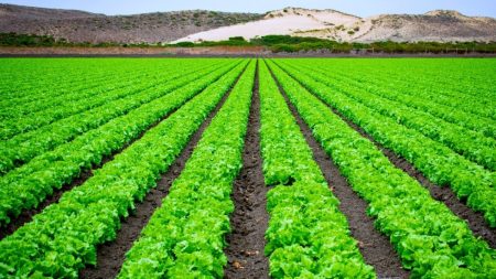 Governo anuncia programa de financiamento para projetos de desenvolvimento agrícola
