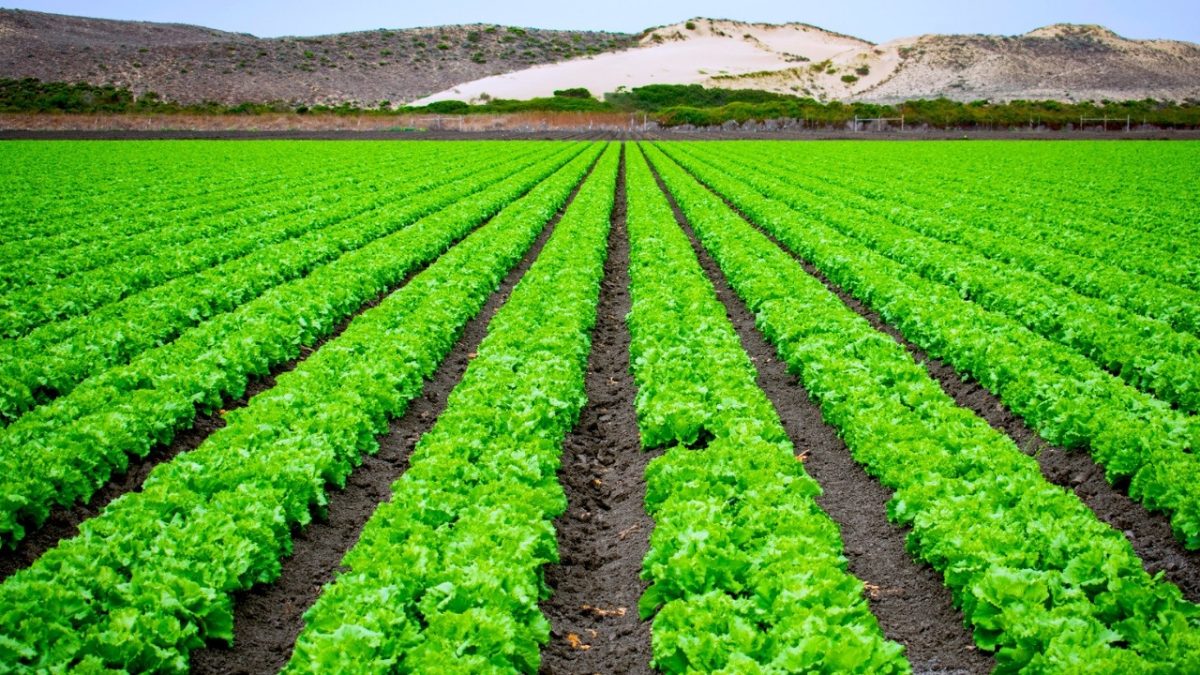 Governo anuncia programa de financiamento para projetos de desenvolvimento agrícola