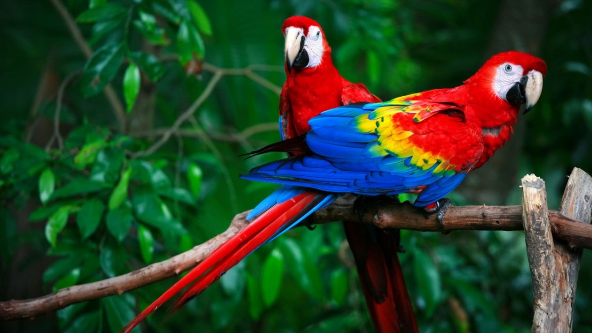 Diálogos Amazônicos começam nesta sexta-feira (4)