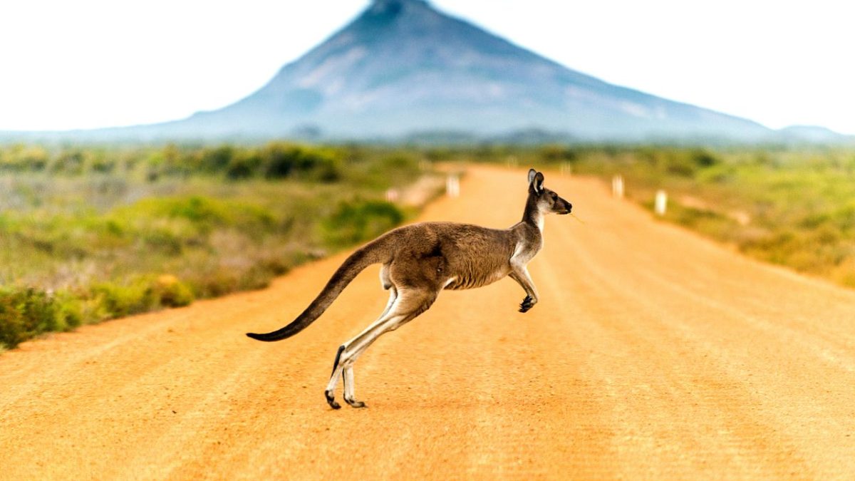 Austrália: terra dos cangurus