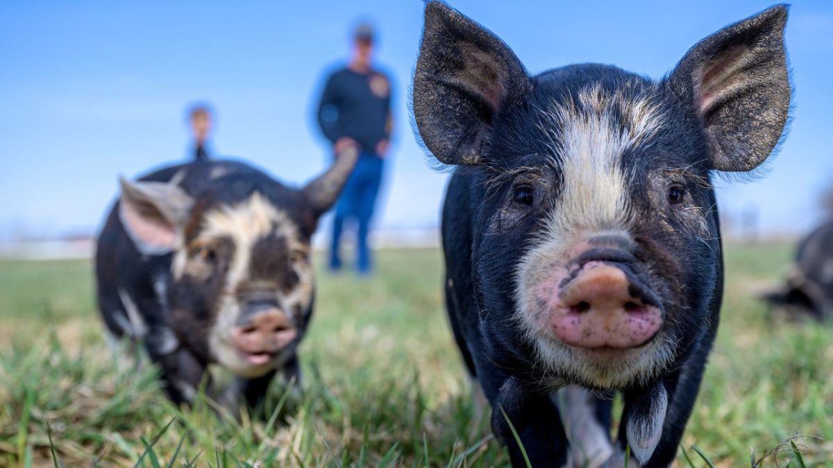 Exportações de carne suína crescem 11,7% em janeiro