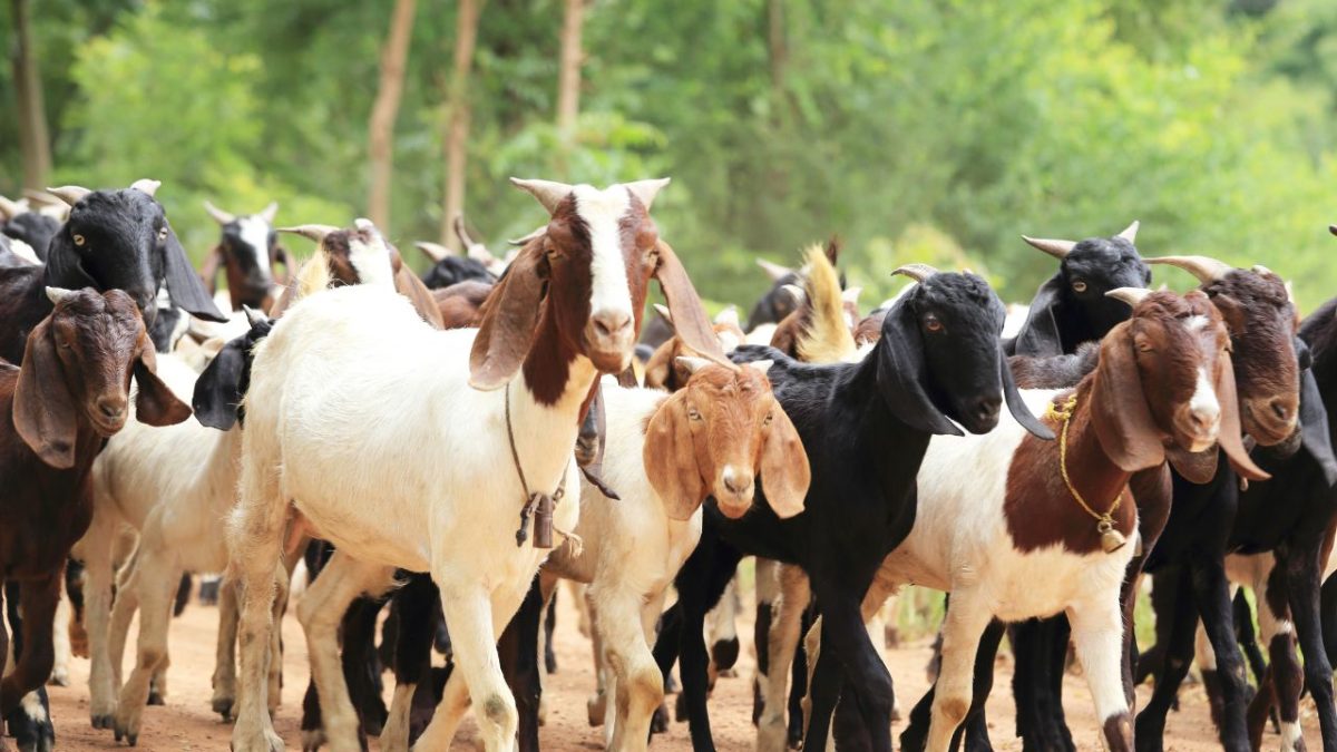 Abertura de mercados no Egito para exportações de carnes, produtos cárneos e miúdos de caprinos e ovinos