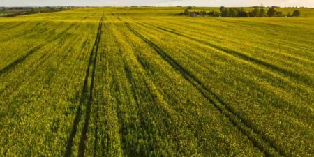 Acordo entre Brasil e Etiópia deve fomentar a economia do setor agrícola