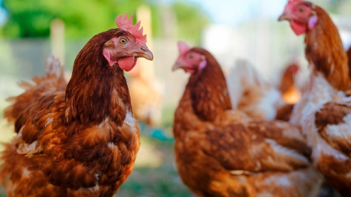 Reino do Lesoto abre mercado para carne de aves do Brasil