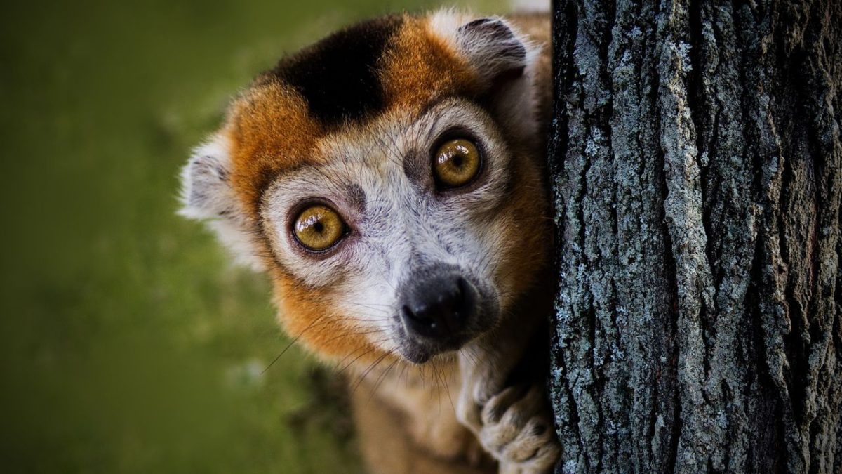 Madagascar: terra da baunilha