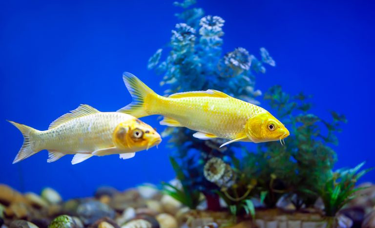 Abertura de mercado para peixes ornamentais nas Filipinas