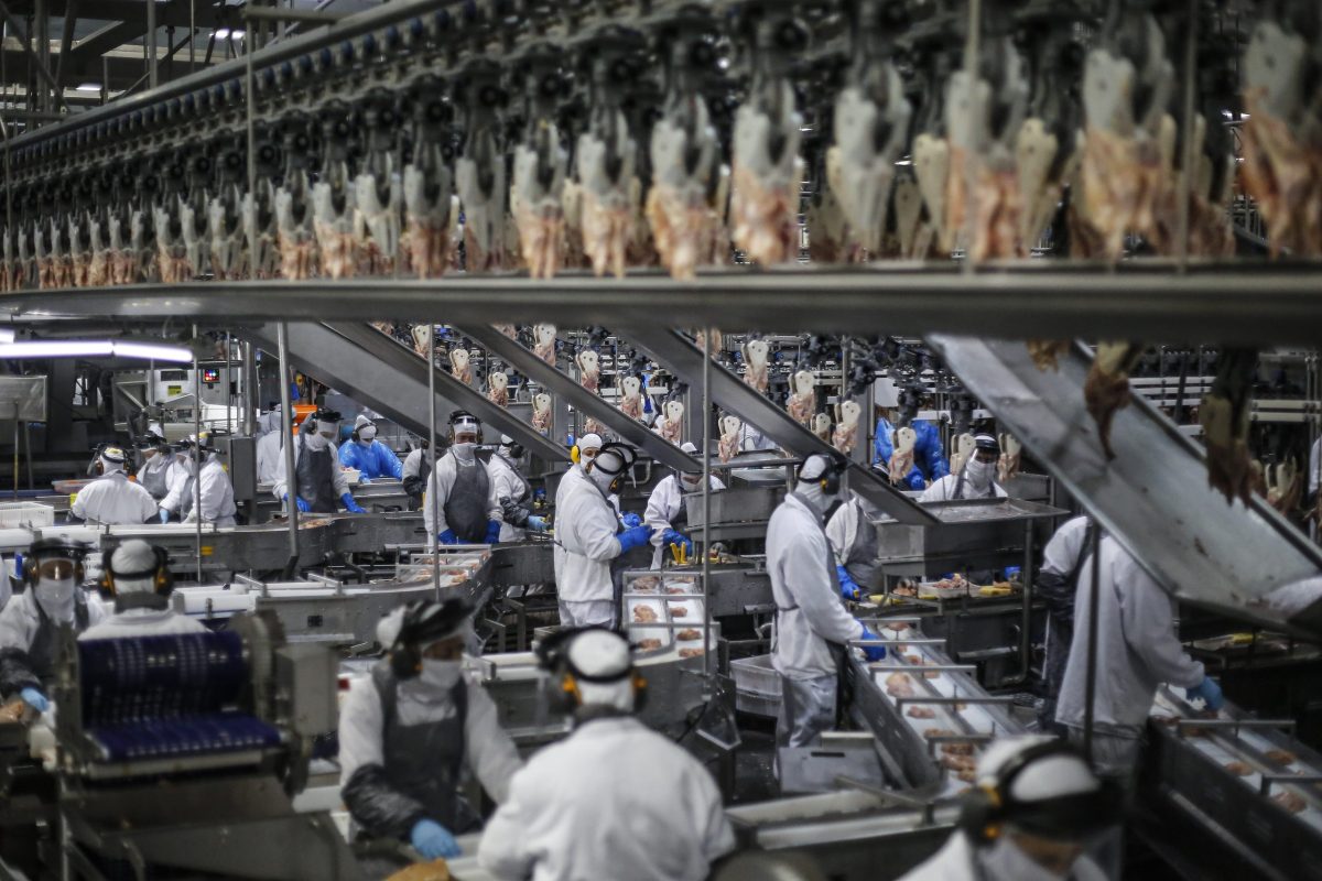 Brasil envia 10 mil toneladas de frango à Argélia