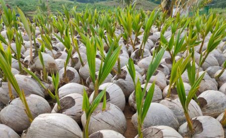 Abertura de mercado na Colômbia para sementes de coco