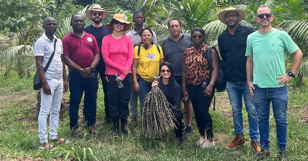 Cooperação brasileira contribui para produção e cultivo sustentável de açaí no Suriname