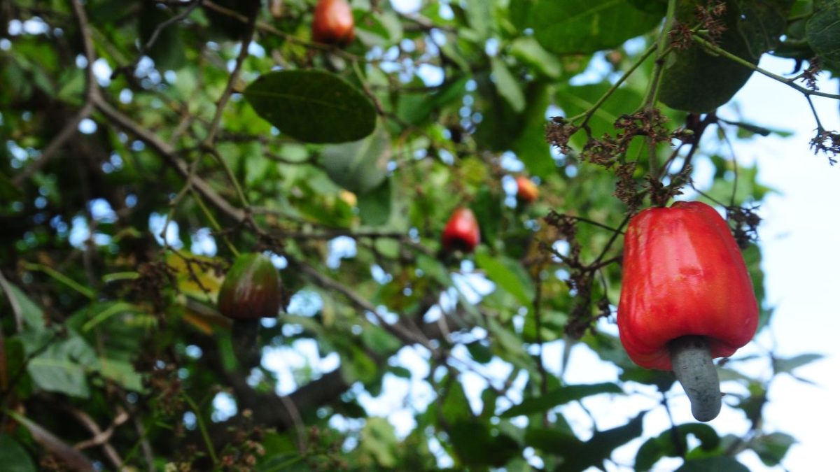 Brasil vai receber grupo do Benim para capacitação sobre cadeia produtiva do caju