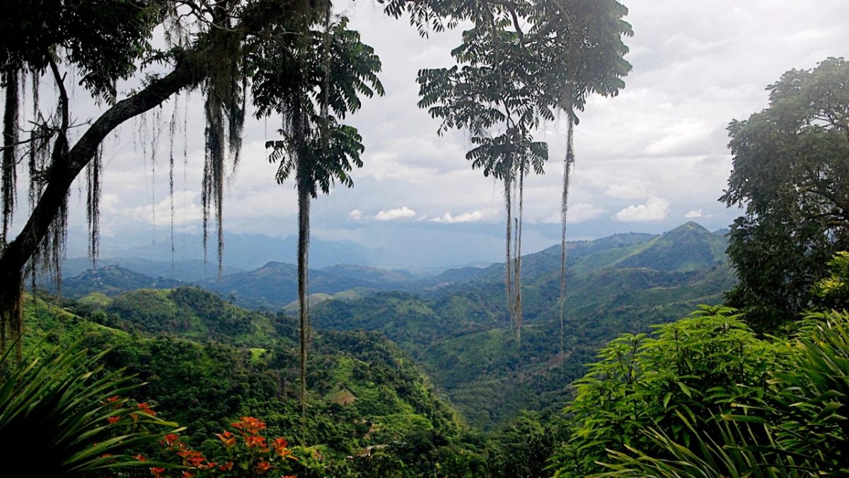 Governo da Noruega estende Iniciativa Floresta Tropical até 2035