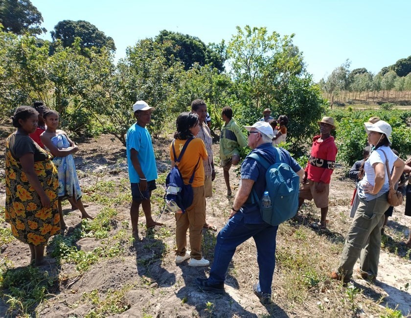 Intercâmbio tecnológico com Madagascar para melhorar qualidade da pimenta-rosa capixaba