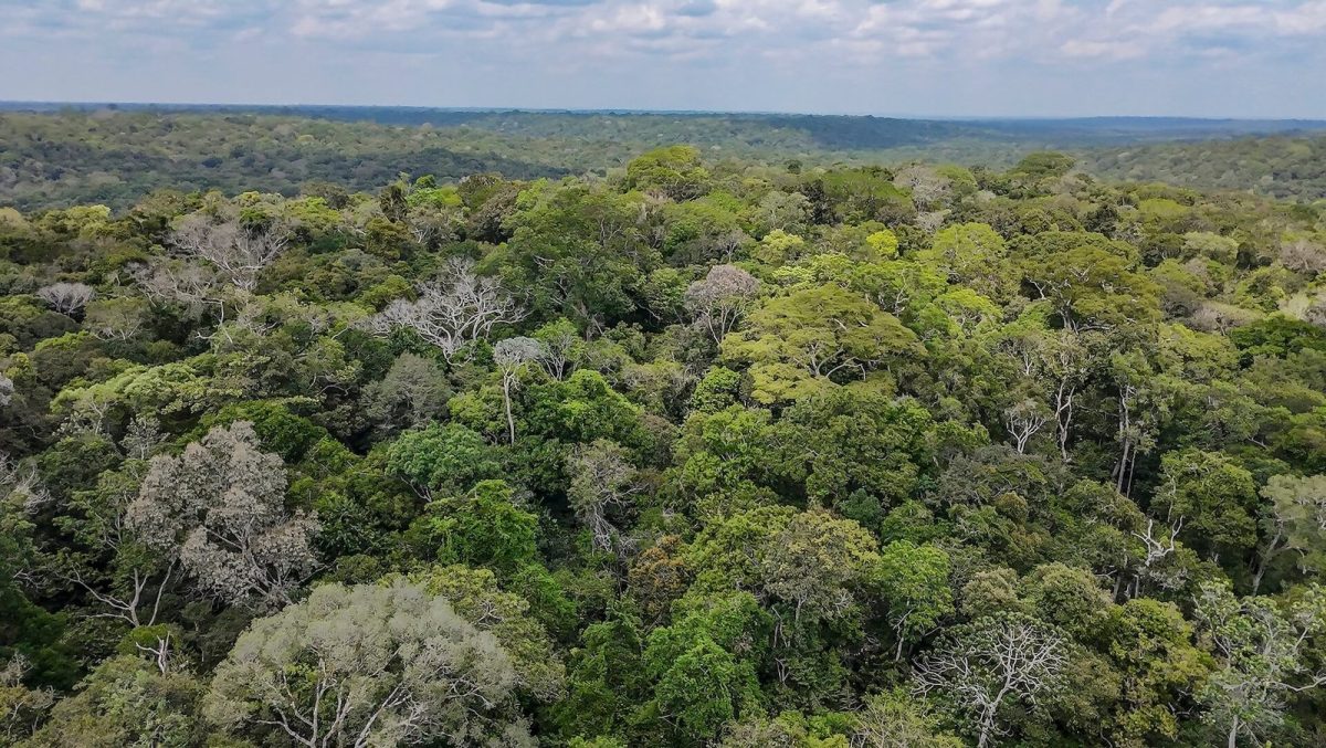 Brasil cria fundo bilionário para preservação de florestas tropicais