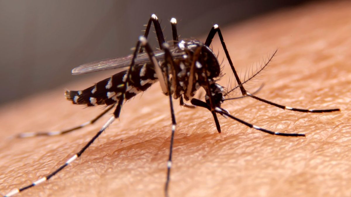 Parceria com a França traz ao Brasil tecnologia para mapear e combater o mosquito da dengue