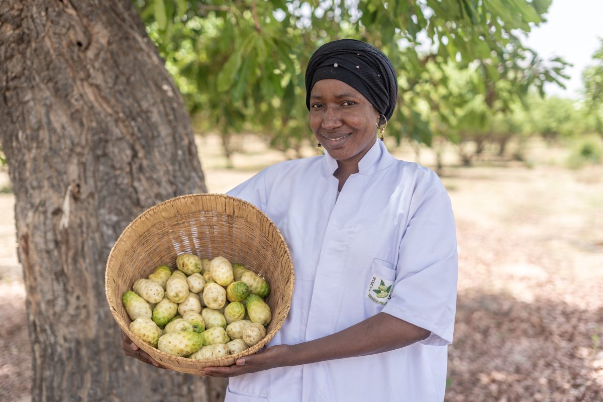 Safoura Cissé: empreendedora do Mali dedicada à produção, transformação e comercialização de Noni