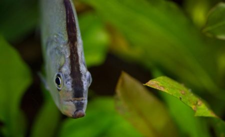 Abertura de mercado na Austrália para exportação de pescados