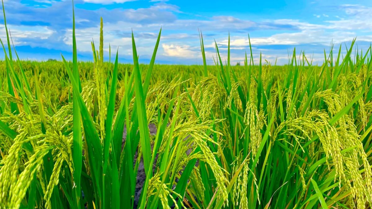 Agroparceria China-Moçambique irriga sonhos e colhe prosperidade no campo
