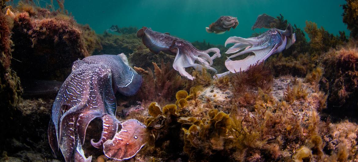 ONU celebra Dia Mundial dos Oceanos com apelo a governos do mundo