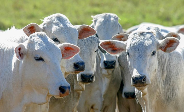 Frigoríficos paranaenses poderão exportar carne bovina e carne suína para o Chile