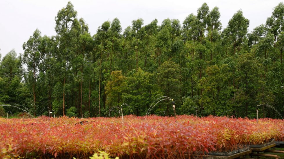 Paraguai busca fortalecer o setor florestal com missão estratégica à Finlândia