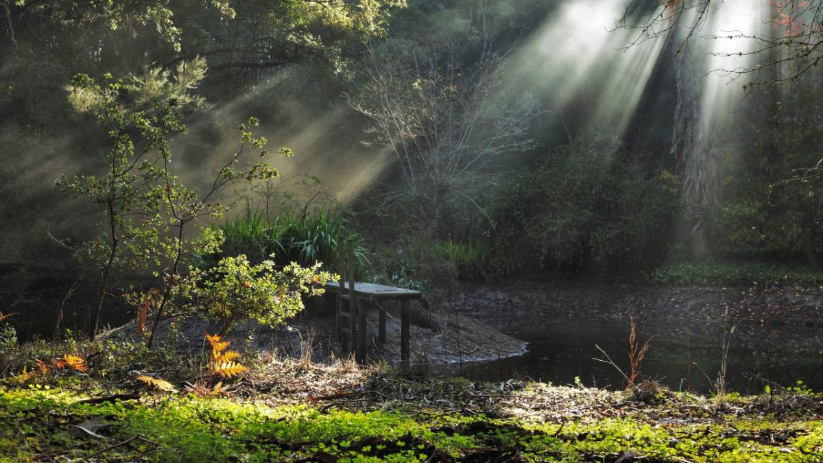 Mostra Tela Verde une cinema e defesa do meio ambiente