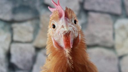 Gripe aviária: mais quatro países retiram restrições de exportação à carne de aves brasileira