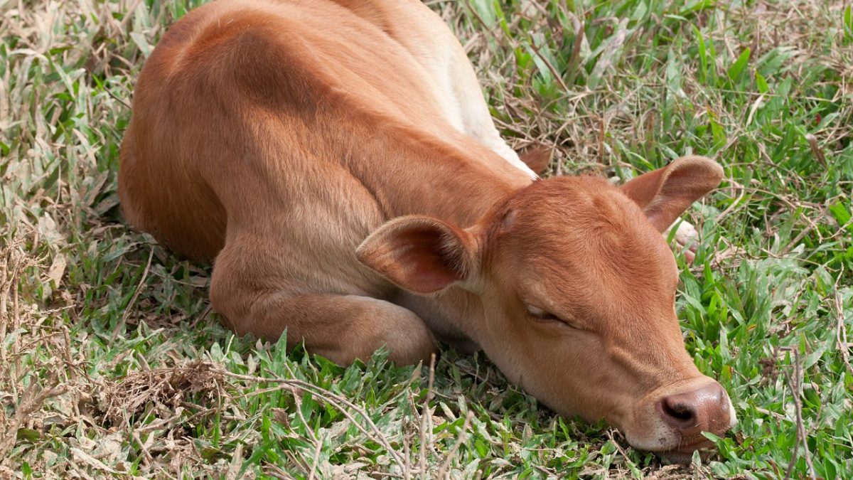 Abertura de mercado para soro fetal bovino do Brasil para a União Econômica Euroasiática