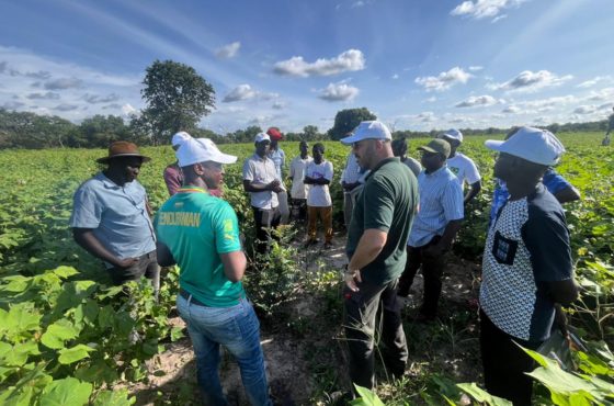 Projeto de algodão no Senegal realiza monitoramento de regiões produtoras
