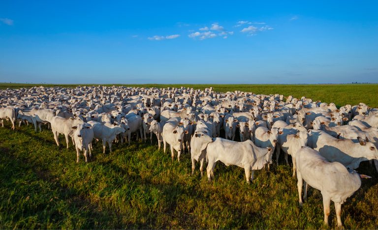 Aberturas de mercado para o Brasil no Líbano e na Tanzânia