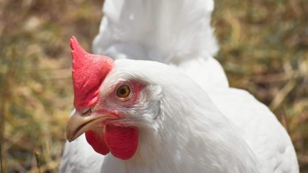Gripe aviária: China retira suspensão à exportação de carne de aves brasileira