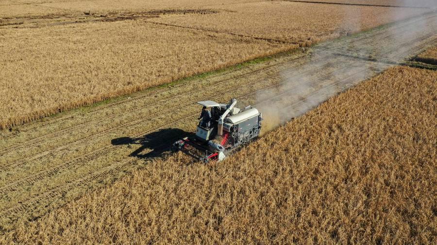 Produção de grãos da China ultrapassa 714 milhões de toneladas em 2025