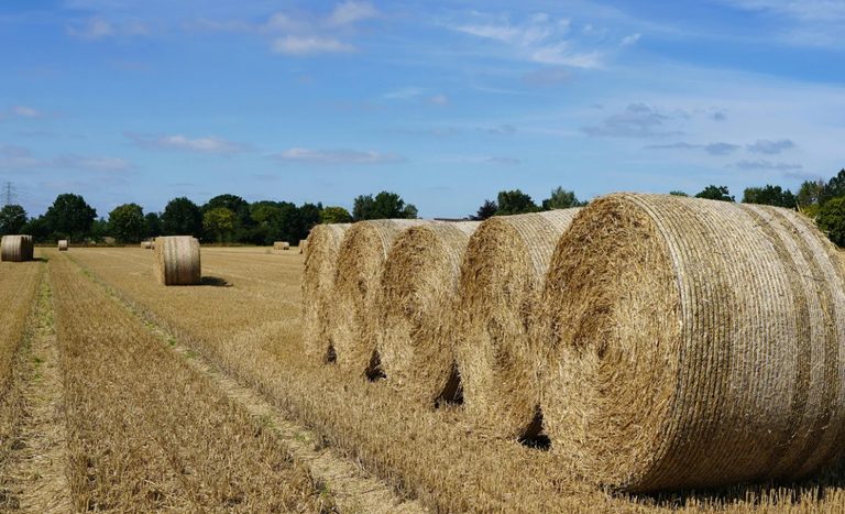 Brasil amplia acesso do agronegócio a novos mercados com acordos fitossanitários