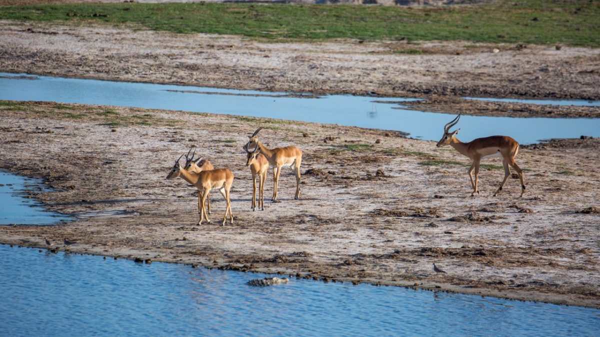 Turismo no Zimbábue dispara e país volta ao radar como destino vibrante na África Austral