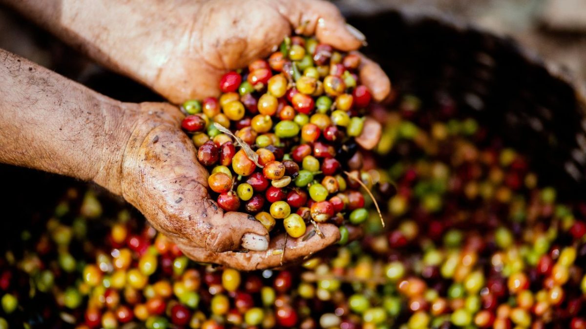 CARICOM lança programa de treinamento em proteção de cultivos para fortalecer agricultura sustentável