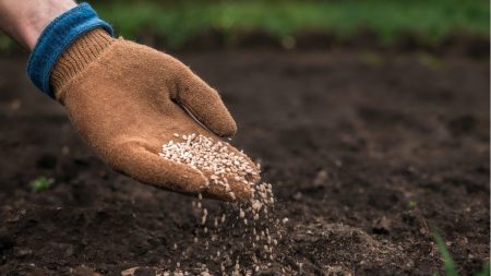 Brasil registra recorde na importação de fertilizantes e amplia exportações agrícolas em 2025