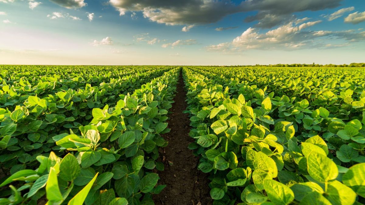 Exportação no setor agropecuário cresce em janeiro de 2026