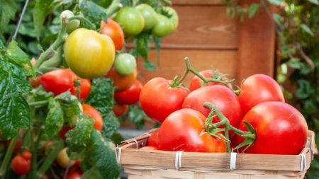 China promete promover a segurança alimentar da região Ásia-Pacífico através da cooperação