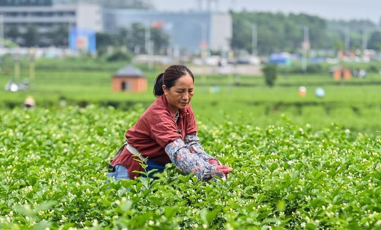 China planeja construir uma indústria do chá de 1,5 trilhão de yuans até 2030