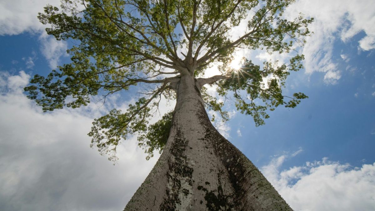 Fundo Amazônia direciona R$ 350 milhões para impulsionar sociobioeconomia e inovação na Amazônia Legal